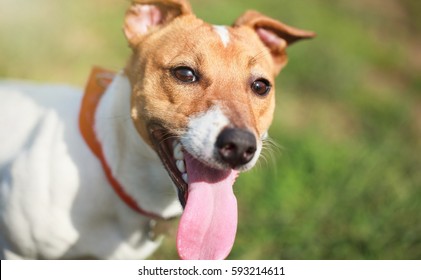 193 Heavy Breathing Dog Images, Stock Photos & Vectors | Shutterstock