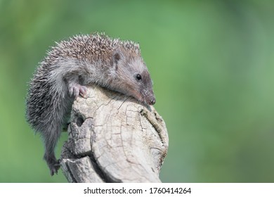 ハリネズミ シルエット Stock Photos Images Photography Shutterstock