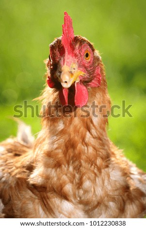 Similar – Image, Stock Photo Chicken on meadow. Food