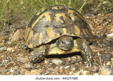 Portrait of Hermann's tortoise, Testudo hermanni in grass