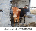 portrait of hersey cows in cow shed