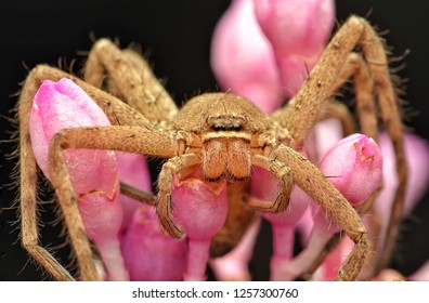 Venatoria heteropoda huntsman spider