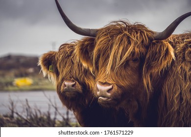 Portrait of Highland cow with its baby cow, Isle of Mull, Scotland.