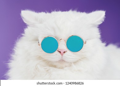 cat with circle sunglasses