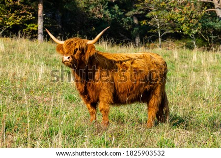 Similar – Young cattle Cattle Calf