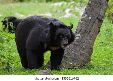 A Portrait Of A Himalayan Black Bear . Ursus Thibetanus Laniger 