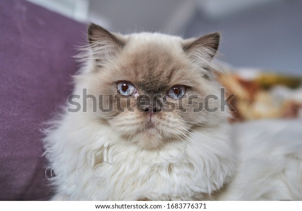 Portrait of Himalayan /\
Scottish Blue Point origin cat model. White fur, blue eyes, black\
nose.         