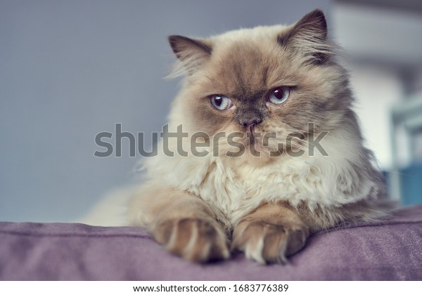 Portrait of Himalayan /\
Scottish Blue Point origin cat model. White fur, blue eyes, black\
nose.         