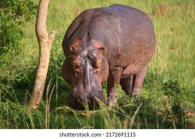 3,473 Hippo eating Images, Stock Photos & Vectors | Shutterstock