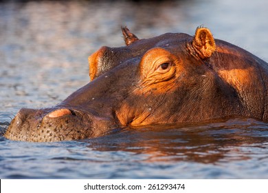 Portrait Hippopotamus, Hippopotamus amphibius, Chobe National Park, Botswana