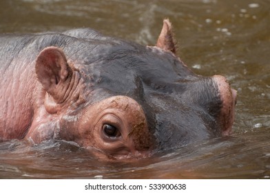 Portrait of a hippopotamus floating on the water