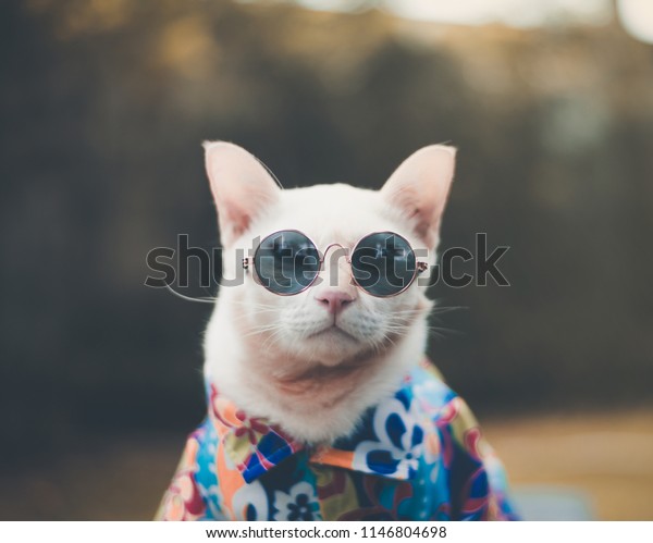 Portrait Hipster White Cat Wearing Sunglasses Stock Photo 1146804698 ...