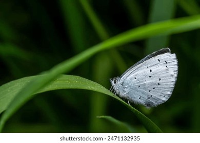 Retrato una mariposa azul