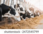 Portrait Holstein Cows in modern farm livestock animal with sunlight. Concept agriculture industry of cattle in barn.