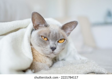 Portrait Home Burmese Lilac Cat Resting In A Blanket.