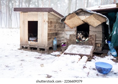 Portrait of homeless dog sitting inside dog house. Winter, snow. Shaky and hungry dog from the cold in the forest.