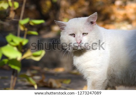 portrait of a homeless sad cat