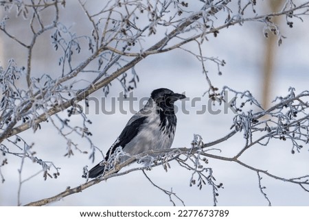 Portrait of a hooded crow (Corvus cornix) with ash-grey and black plumage perched on a tree branch with frost on a sunny winter day in Finland against a snow covered background
