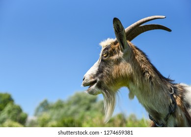 437 Goat Mouth Open Images, Stock Photos & Vectors | Shutterstock