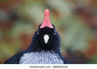 portrait of the horned guan from mexico, oreophasis derbianus