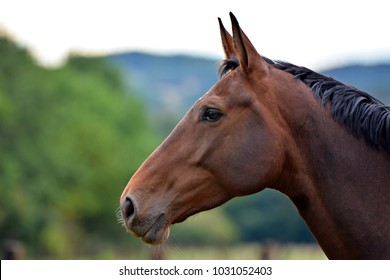 Portrait of a horse
 - Shutterstock ID 1031052403
