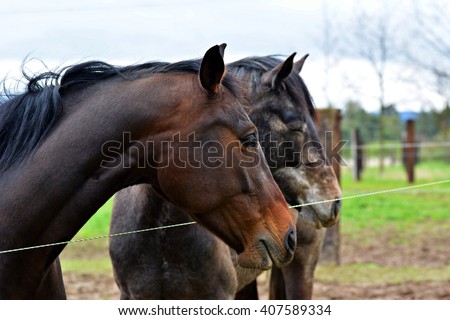 Similar – Foto Bild Zaungast Freizeit & Hobby