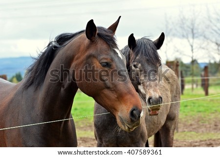 Similar – Foto Bild Zaungast Freizeit & Hobby