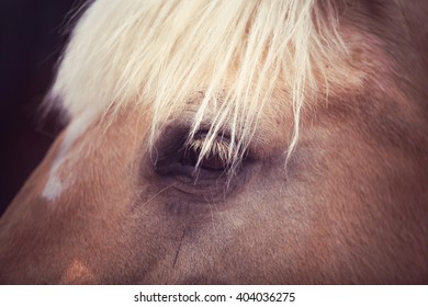 Portrait Of The Horse Close Up, Summer Time