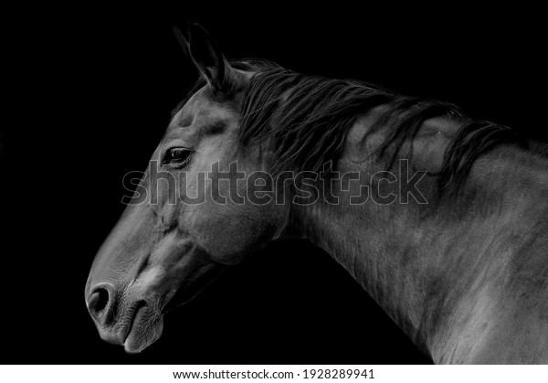 Portrait of a horse head, profile, black and\
white, black\
background.