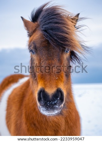 A portrait of a horse in Iceland. Wild horse. Horse on the Westfjord in Iceland. Composition with wild animals. Travel image. Iceland in winter time.