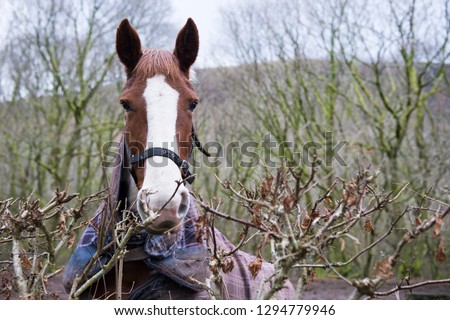 portrait of an horse with long lens