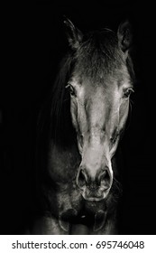 Portrait Of  Horse On A Black Background