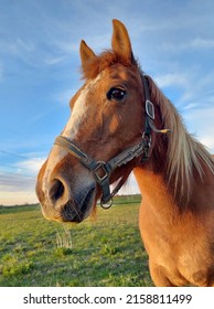 Portrait of a horse, a pet in a pasture, a muzzle of a horse against a blue sky. - Shutterstock ID 2158811499