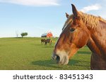Portrait of a horse at Prophetstown State Park, Tippecanoe County, Indiana, with a barn in the background, green grass, blue sky and space for copy