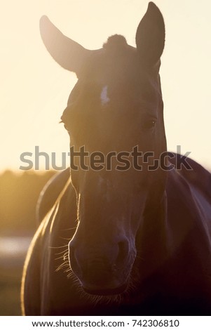 Foto Bild Pferd im Gegenlicht ruhig