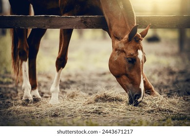 Portrait of a horse with a white stripe on the muzzle, walking in the levada. A red horse eats hay. Sporty young stallion red color.  Horse muzzle close up




















   - Powered by Shutterstock