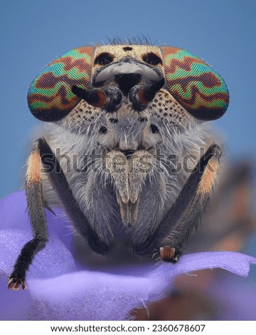 Portrait of a Horse-fly with psychedelic rainbow colored eyes, on a purple flower, blue background (Notch-horned Cleg, Haematopota pluvialis)