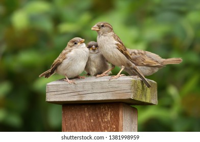 Portrait of a house sparrow (Passer domesticus) female feeding her chicks - Powered by Shutterstock