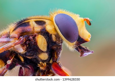 Portrait of a Hover Fly