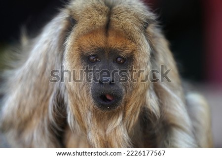 Portrait of a Howler Monkey in captivity looking quite sad and unhappy. 