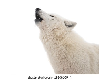 portrait of a howling polar wolf isolated on white background