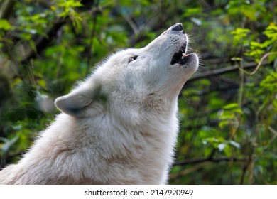 Portrait Of A Howling White Wolf (Canis Lupus Hudsonicus)