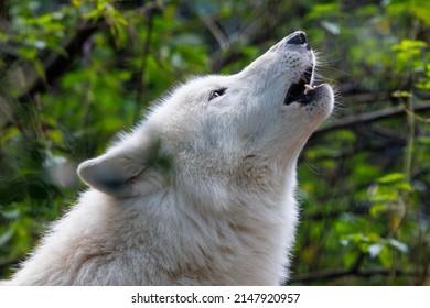 Portrait Of A Howling White Wolf (Canis Lupus Hudsonicus)