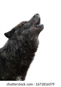 Portrait Howling Wolf Winter Isolated On A White Background.