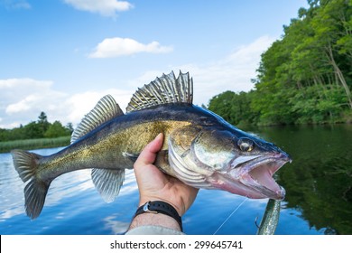 Portrait of huge walleye in angler hand