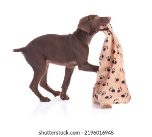 Portrait of a Hungarian pointer puppy with a blanket with dog paws on a white background - Shutterstock ID 2196016945