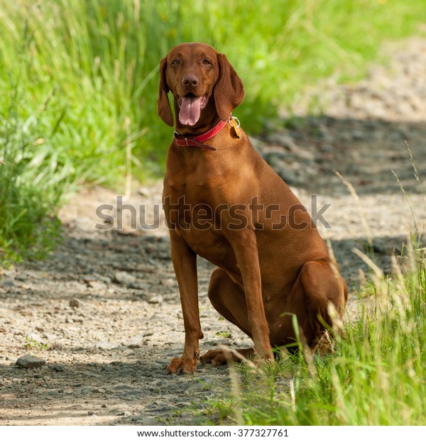 Portrait Hungarian Vizsla Dog Sitting On Stock Photo Edit Now