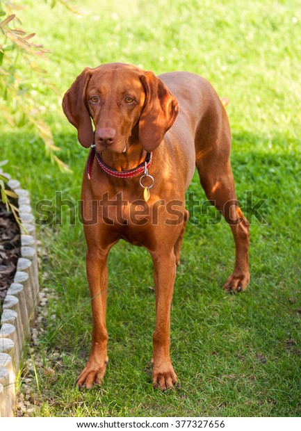 Portrait Hungarian Vizsla Dog Standing On Stock Photo Edit Now