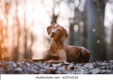 Portrait of hungarian vizsla hunter dog