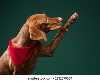 Portrait of a Hungarian vizsla with a red bandana on a green background